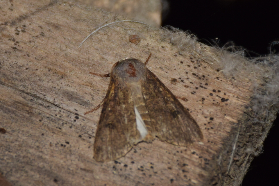 Agrotis segetum - vetési földibagoly