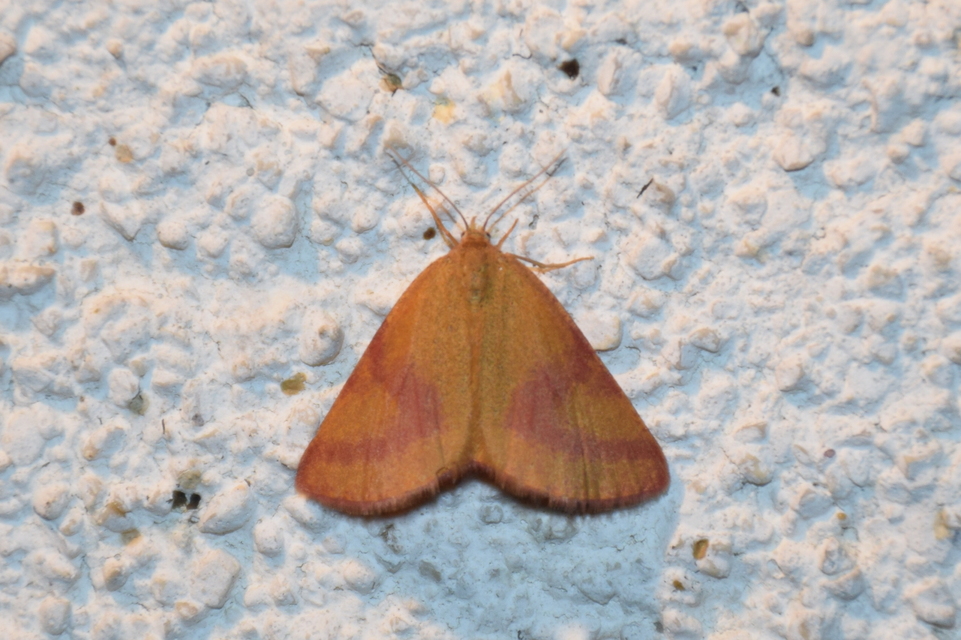 Lythria purpuraria - bíborsávos araszoló