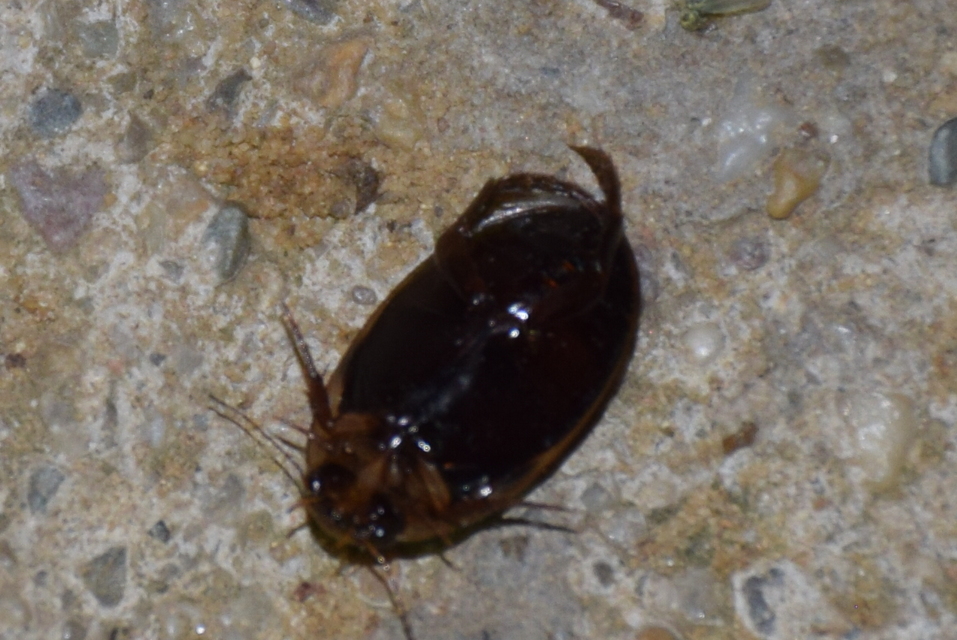 Hydaticus transversalis - harántsávos mocsáricsíkbogár
