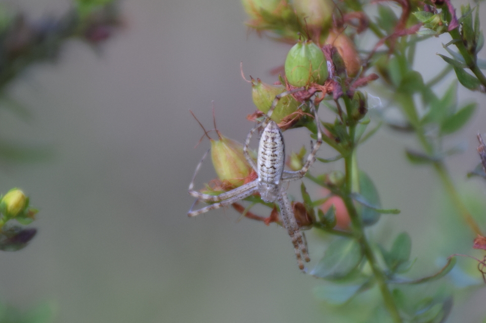 Argiope bruennichi - darázspók