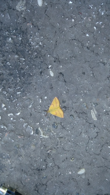 Lythria purpuraria - bíborsávos araszoló
