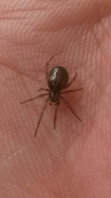 Steatoda