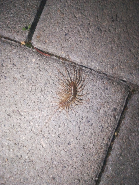 Scutigera coleoptrata - légyölő pókszázlábú
