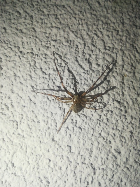 Larinioides ixobolus - ereszalji keresztespók