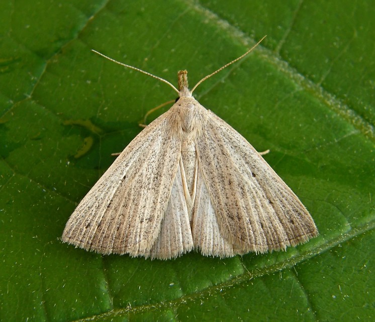 Macrochilo cribrumalis - csontszínű karcsúbagoly