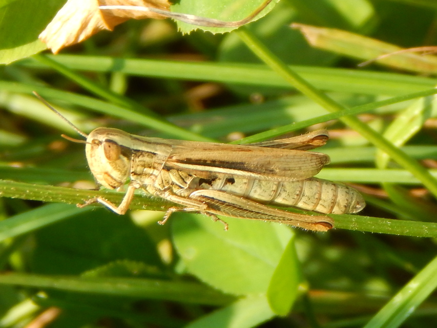 Euchorthippus declivus - rövidszárnyú rétisáska