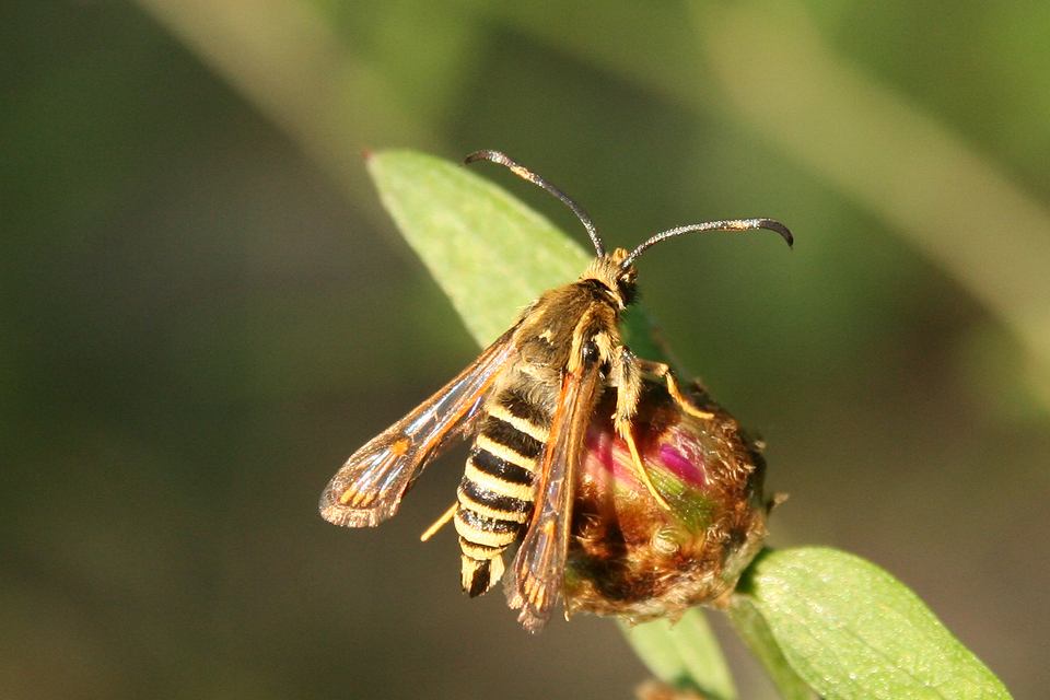 Sesiidae - szitkárfélék