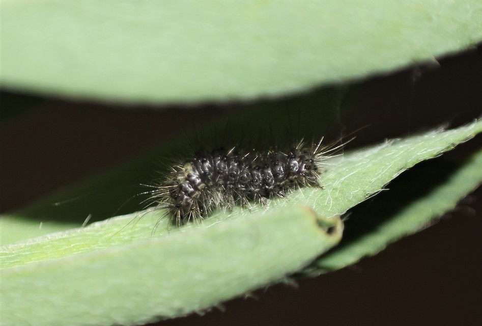 Gynaephora fascelina - vesszős szövő