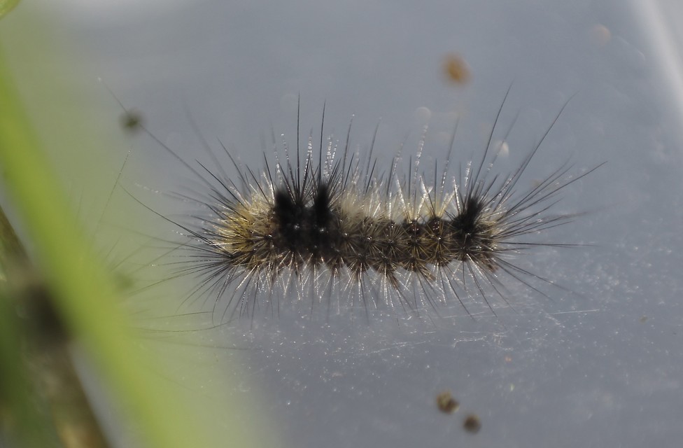 Gynaephora fascelina - vesszős szövő