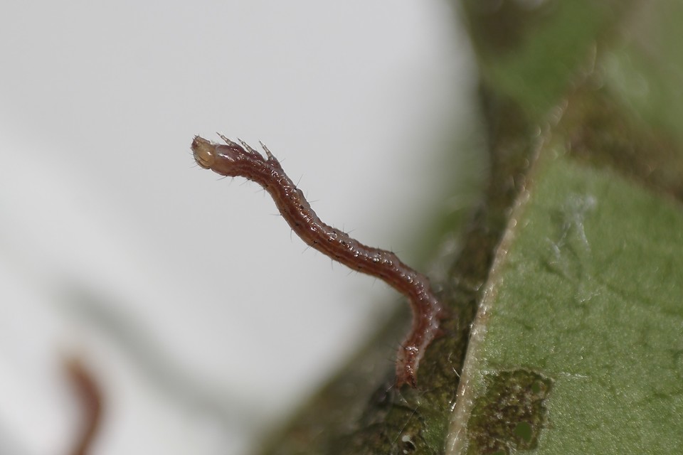 Dysgonia algira - déli porcelánbagoly