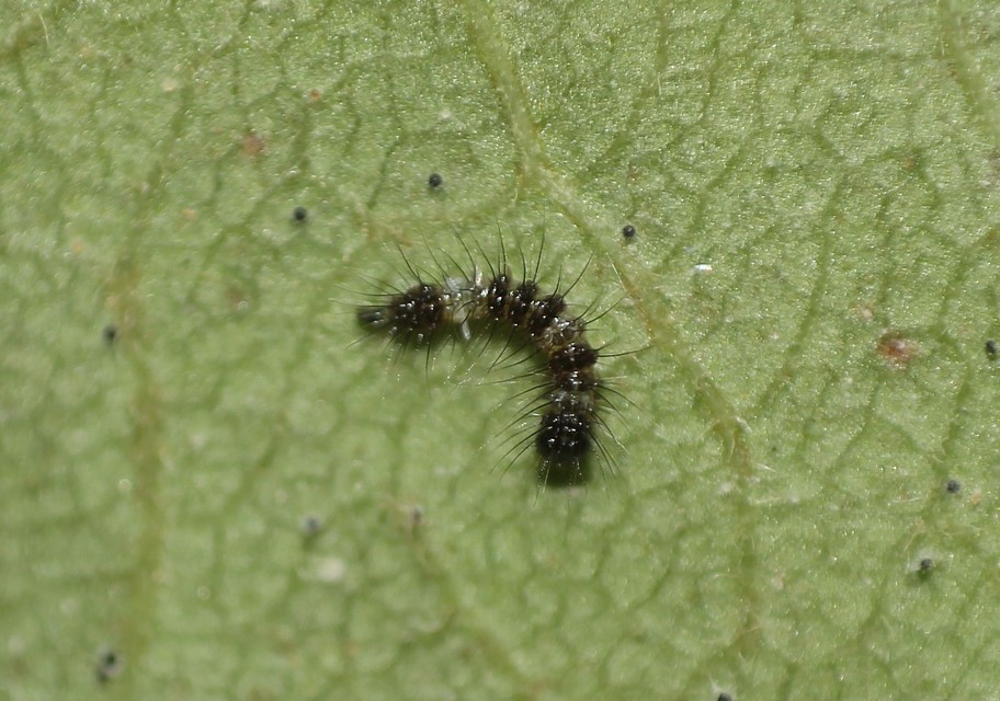Acronicta aceris - vadgesztenye-szigonyosbagoly