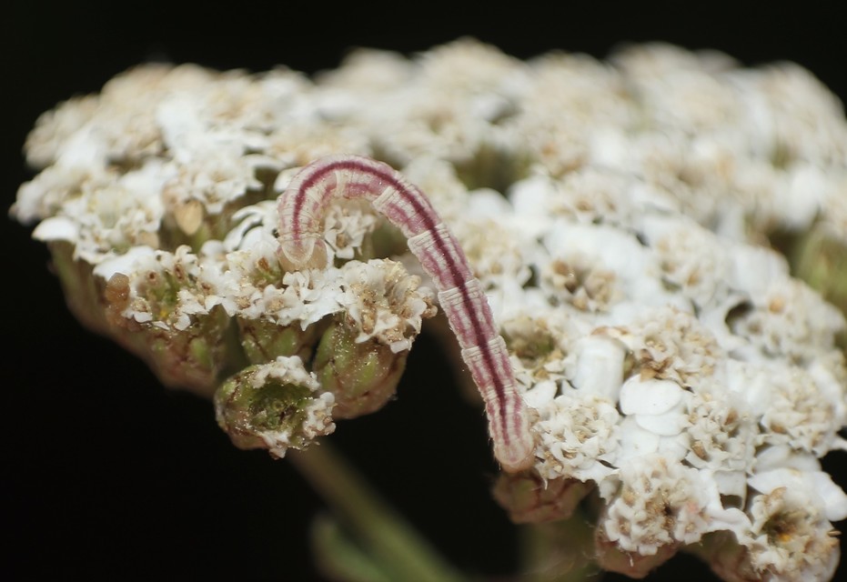 Eupithecia centaureata - búzavirág-törpearaszoló
