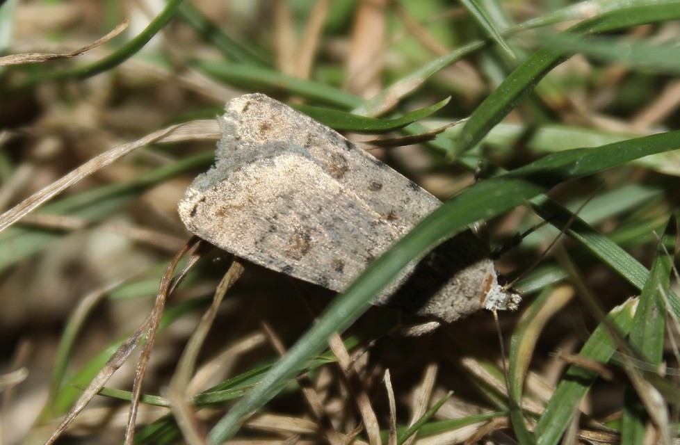 Paradrina clavipalpis - közönséges selymesbagoly