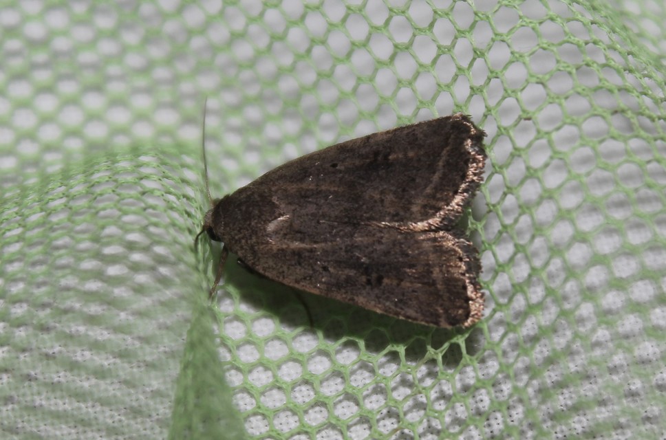 Athetis gluteosa - nyugtalan lápibagoly