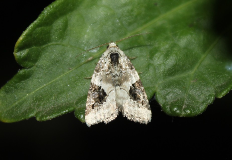 Pseudeustrotia candidula - fehéres apróbagoly