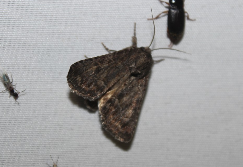 Thalpophila matura - fakó erdeibagoly
