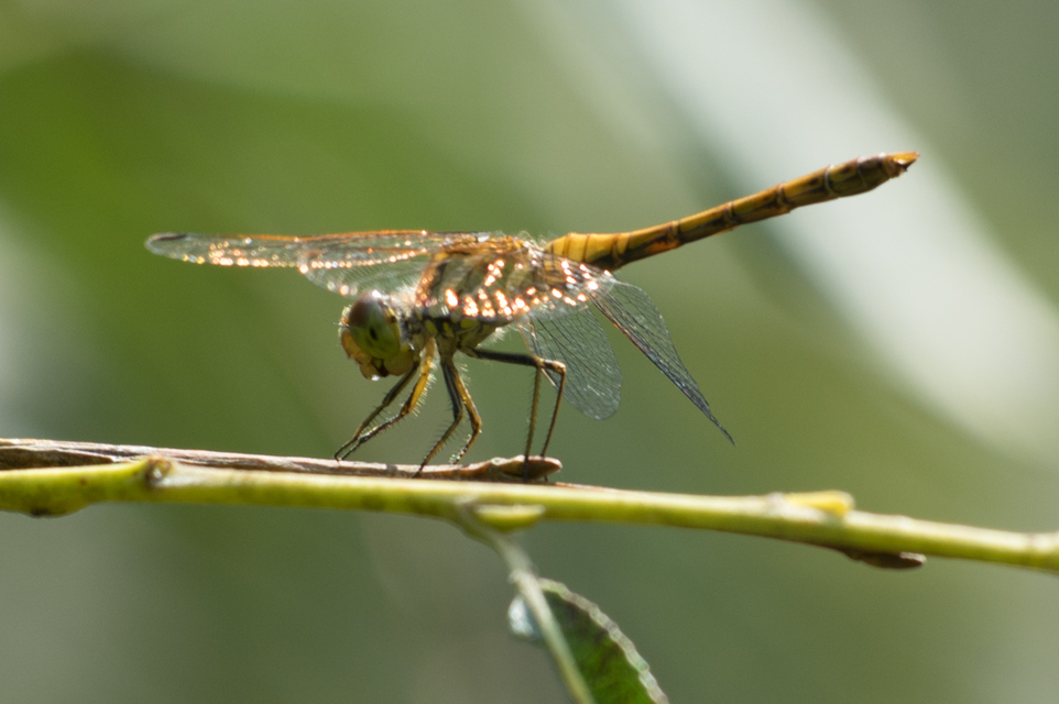 Sympetrum striolatum/vulgatum/meridionale