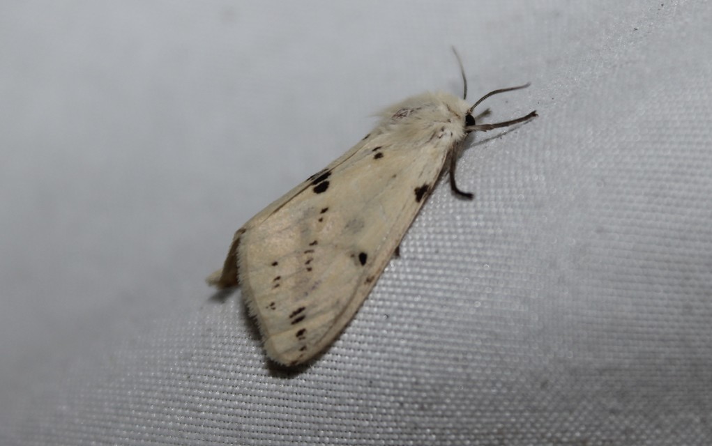 Spilarctia lutea - sárgás medvelepke