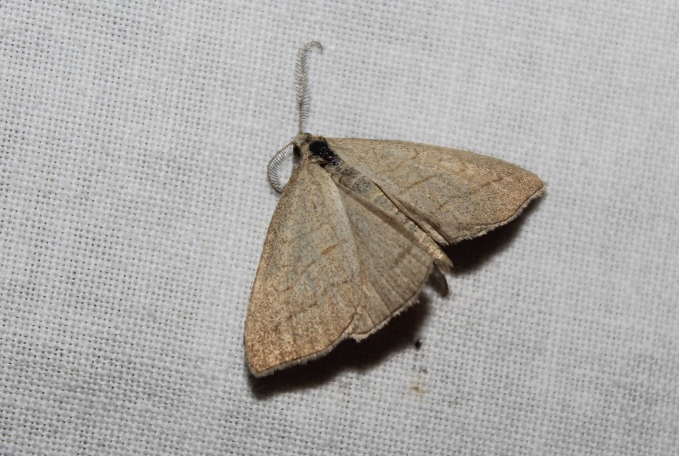Polypogon tentacularia - sötétaljú karcsúbagoly