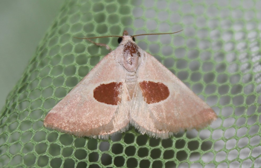 Calymma communimacula - pajzstetűfaló bagoly