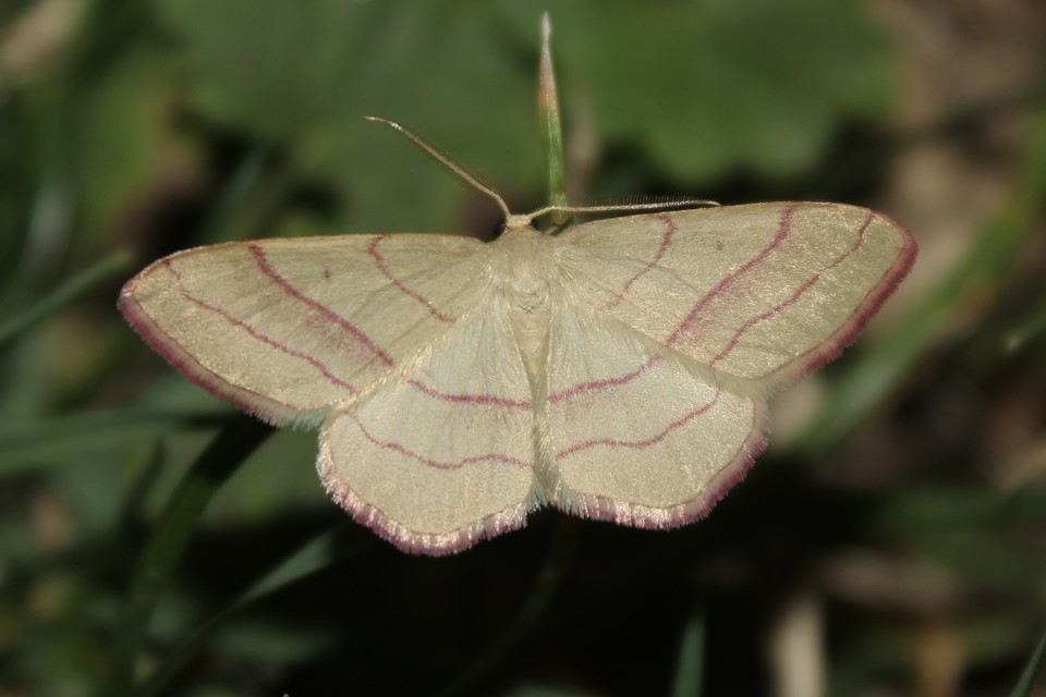 Rhodostrophia vibicaria - pirosszélű araszoló