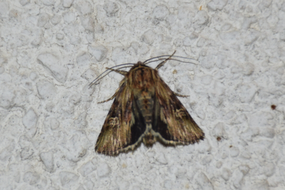 Actinotia radiosa - kis sugarasbagoly