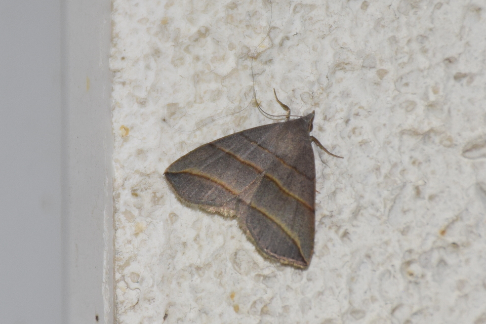Colobochyla salicalis - háromsávos törpebagoly