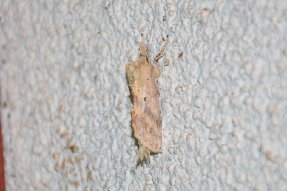 Pterostoma palpina - csőrös púposszövő