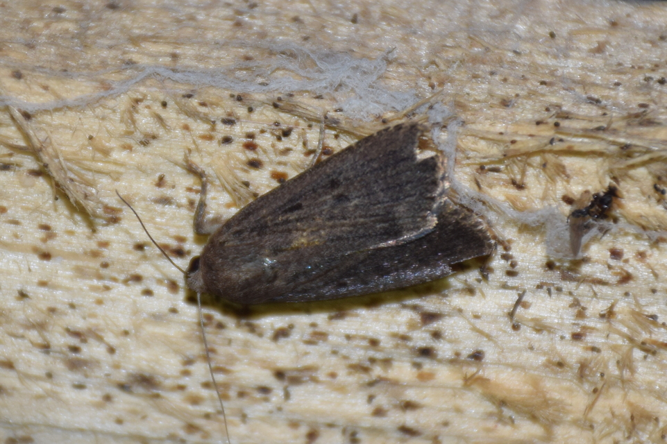 Amphipyra tragopoginis - bakszakállbagoly