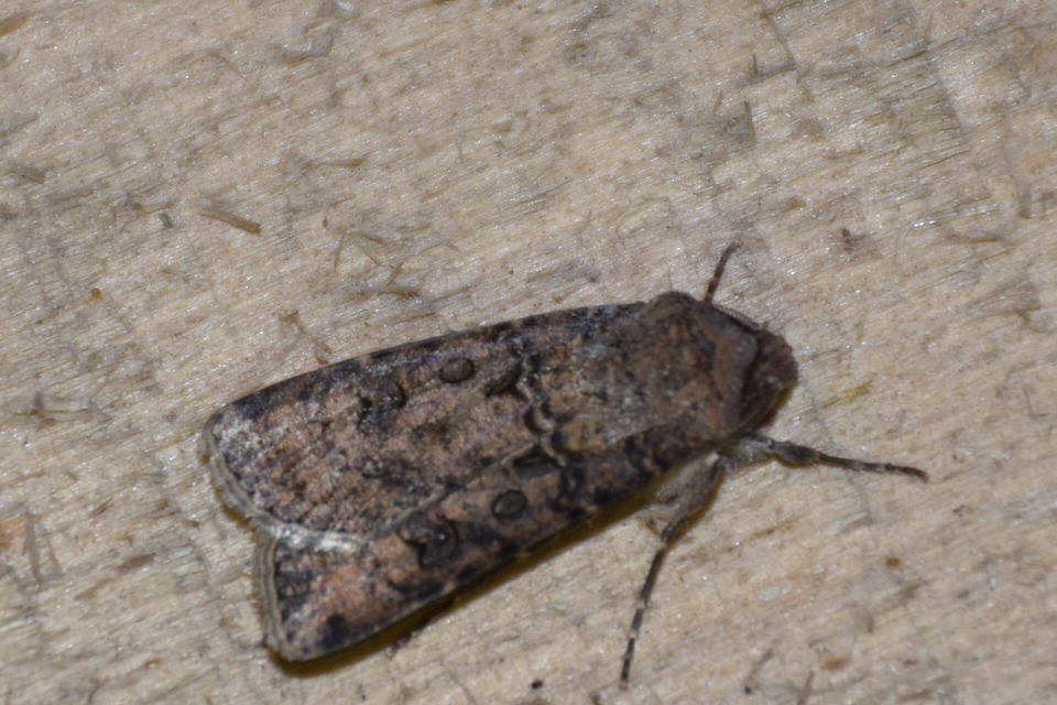 Agrotis segetum - vetési földibagoly