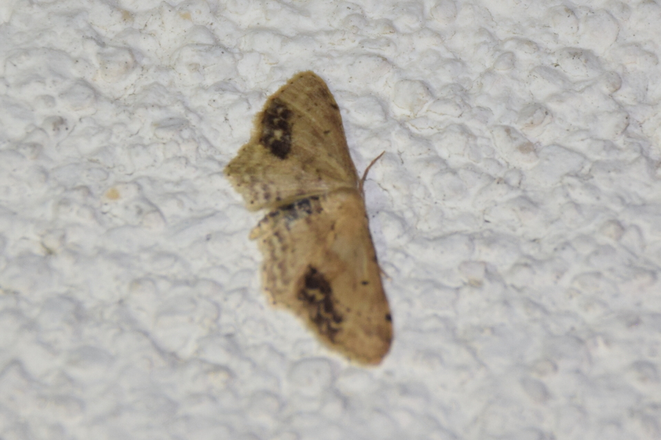 Idaea dimidiata - gyakori apróaraszoló