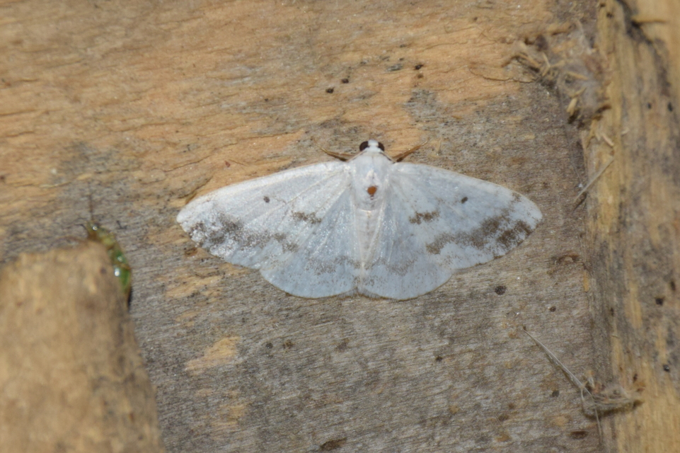 Lomographa temerata - foltos fehéraraszoló