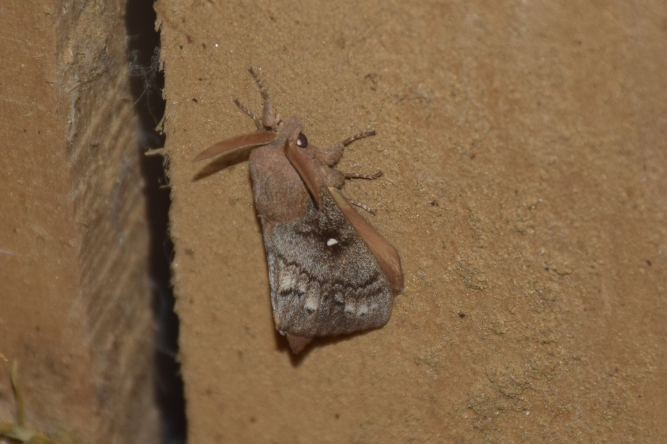 Dendrolimus pini - fenyőpohók