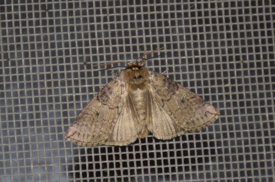 Tethea or - bélyeges pihésszövő