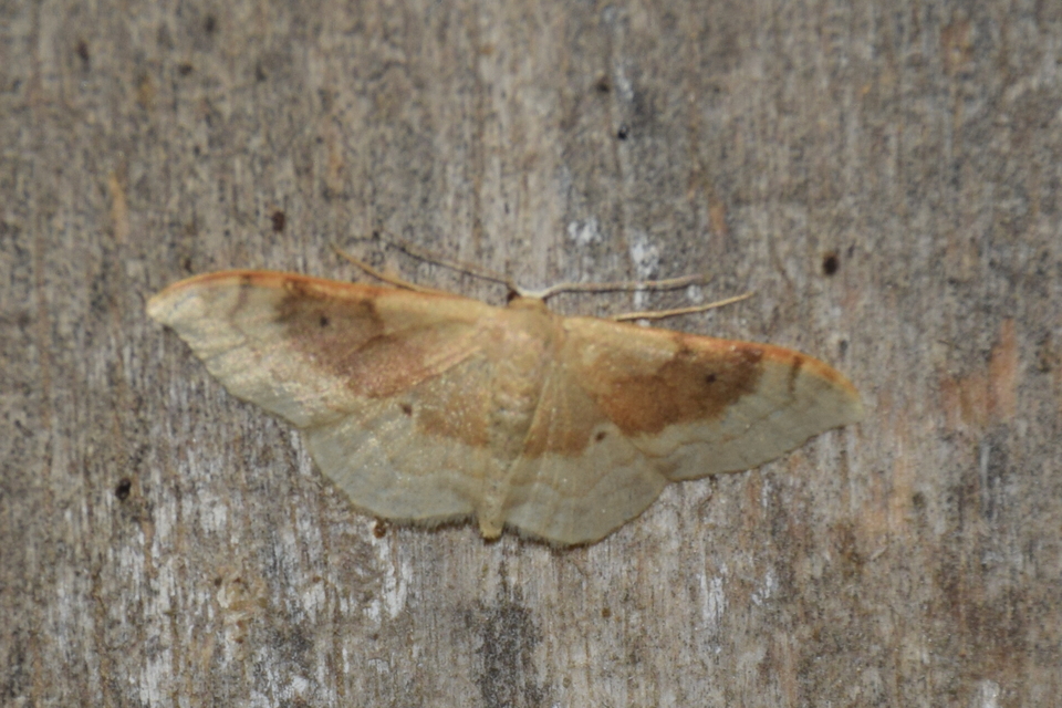 Idaea degeneraria - barnasávos araszoló