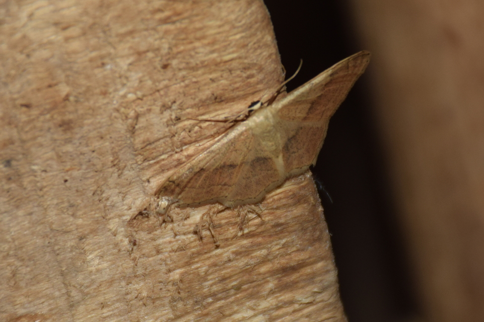 Idaea aversata - nagy sávosaraszoló