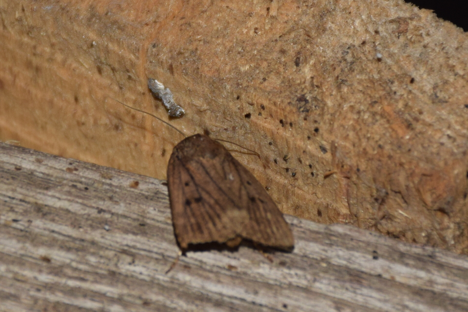 Amphipyra tragopoginis - bakszakállbagoly