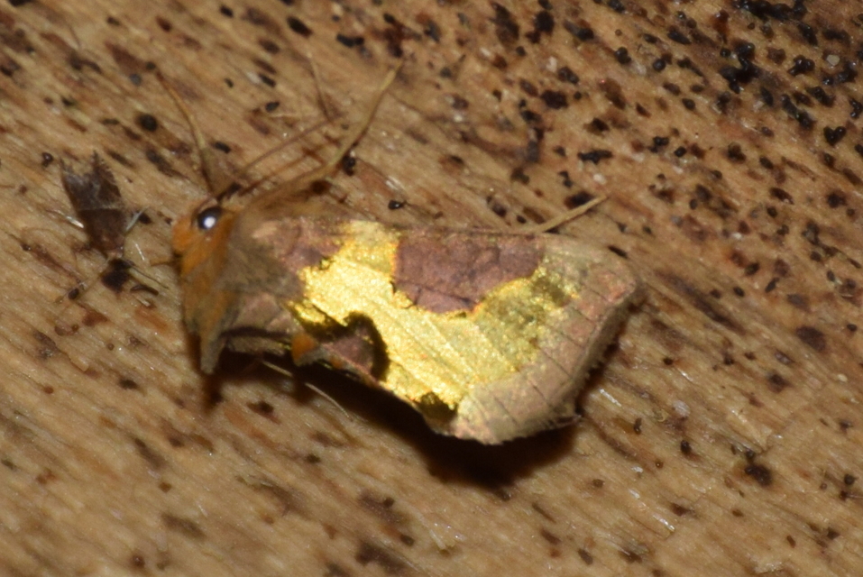 Diachrysia stenochrysis - rejtőző aranybagoly
