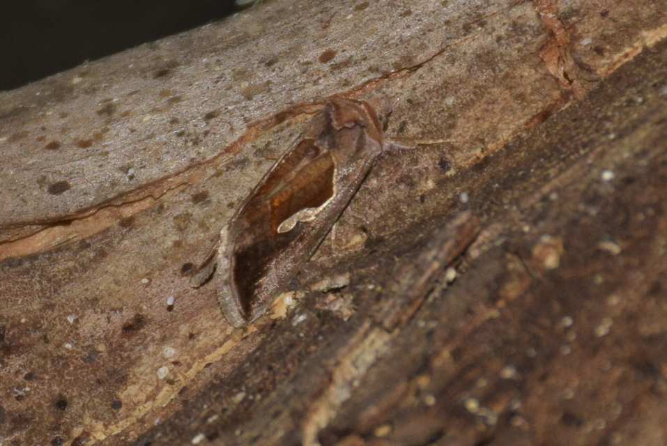 Macdunnoughia confusa - cseppfoltos ezüstbagoly