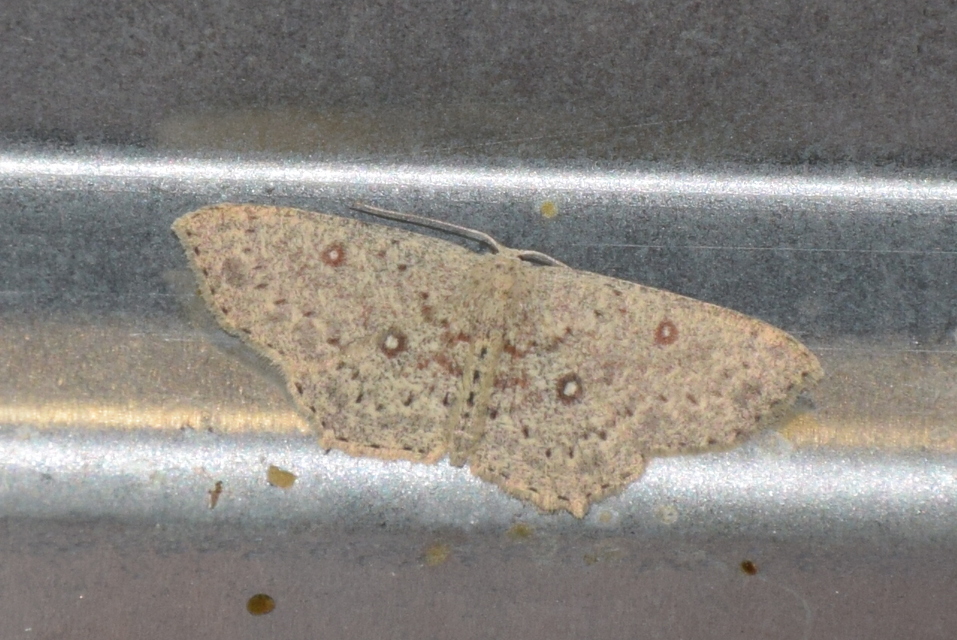 Cyclophora pendularia - fűzfa-pettyesaraszoló