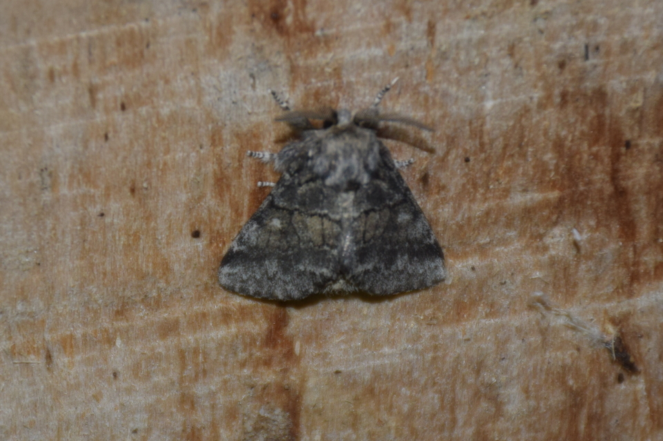 Gluphisia crenata - kormos púposszövő