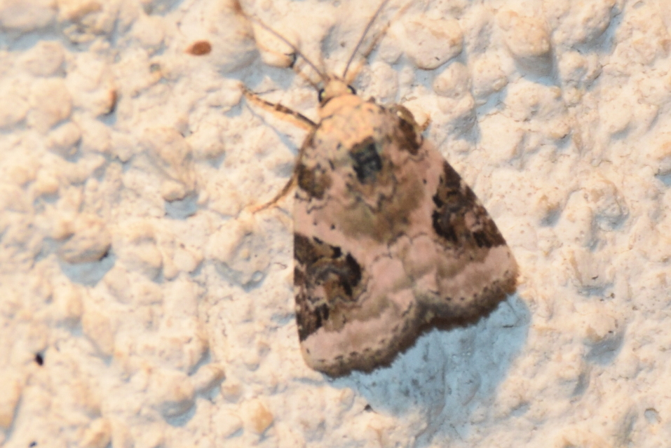 Pseudeustrotia candidula - fehéres apróbagoly