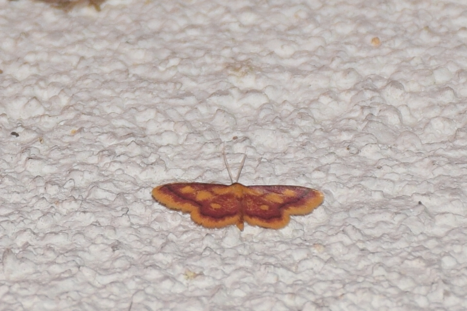 Idaea muricata - mocsári pirosaraszoló