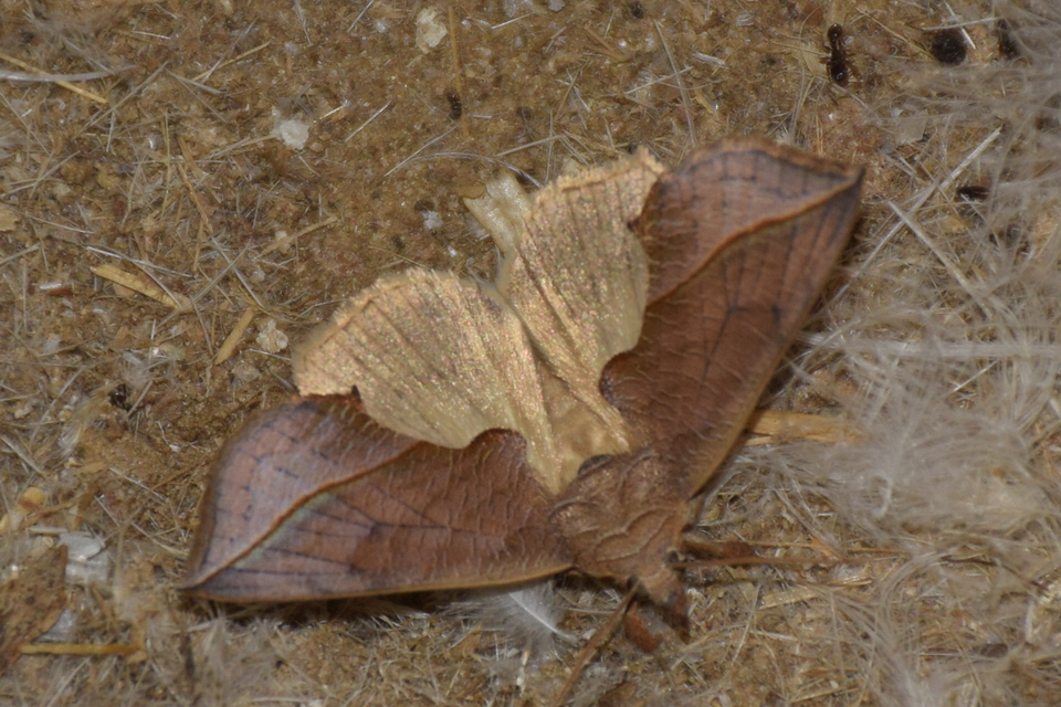 Calyptra thalictri - öblösszárnyú bagoly