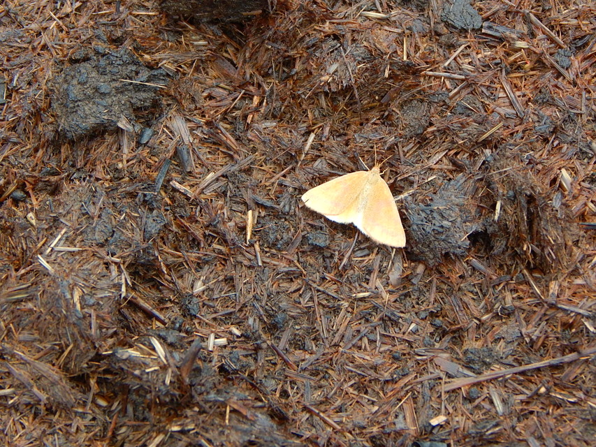 Lythria purpuraria - bíborsávos araszoló