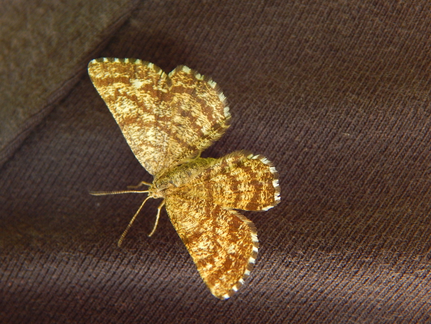 Ematurga atomaria - barna rétiaraszoló