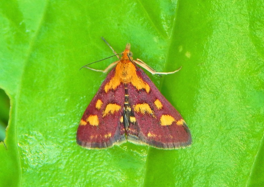 Pyrausta