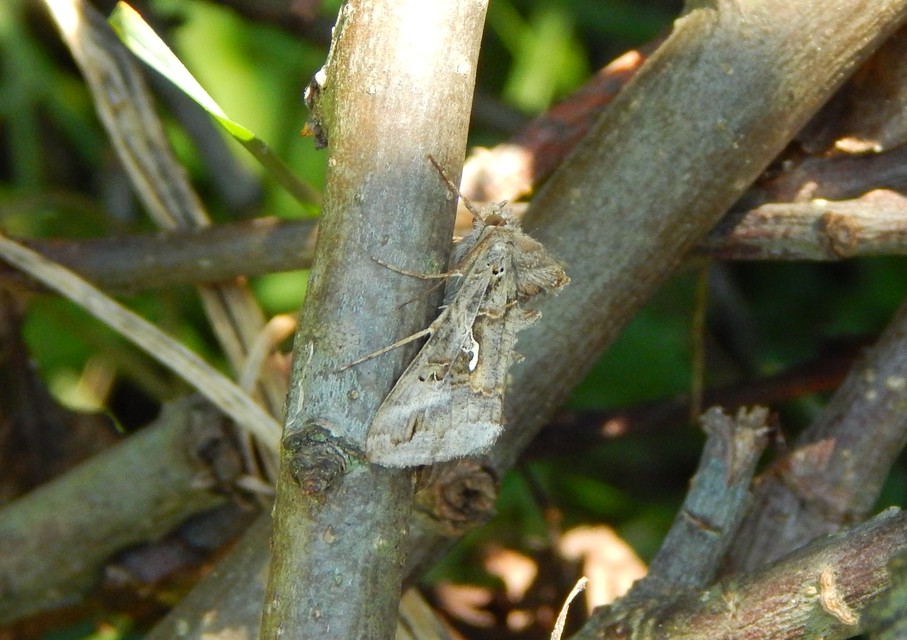 Autographa gamma - gammalepke