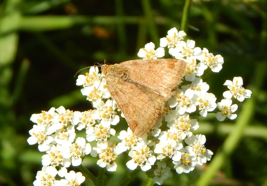 Euclidia glyphica - közönséges nappalibagoly