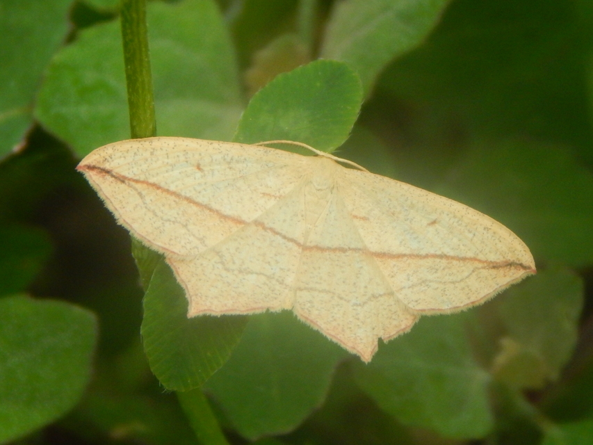 Timandra comae - piroscsíkos csipkésaraszoló